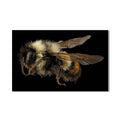Artronauts Glass Print Fuzzy Bumblebee Macro – Animal Tempered Glass Wall Art