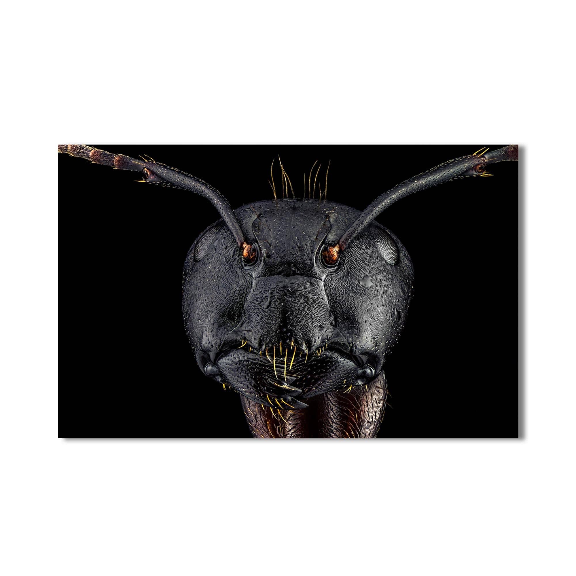 Artronauts Glass Print Black Ant Warrior – Animal Tempered Glass Wall Art