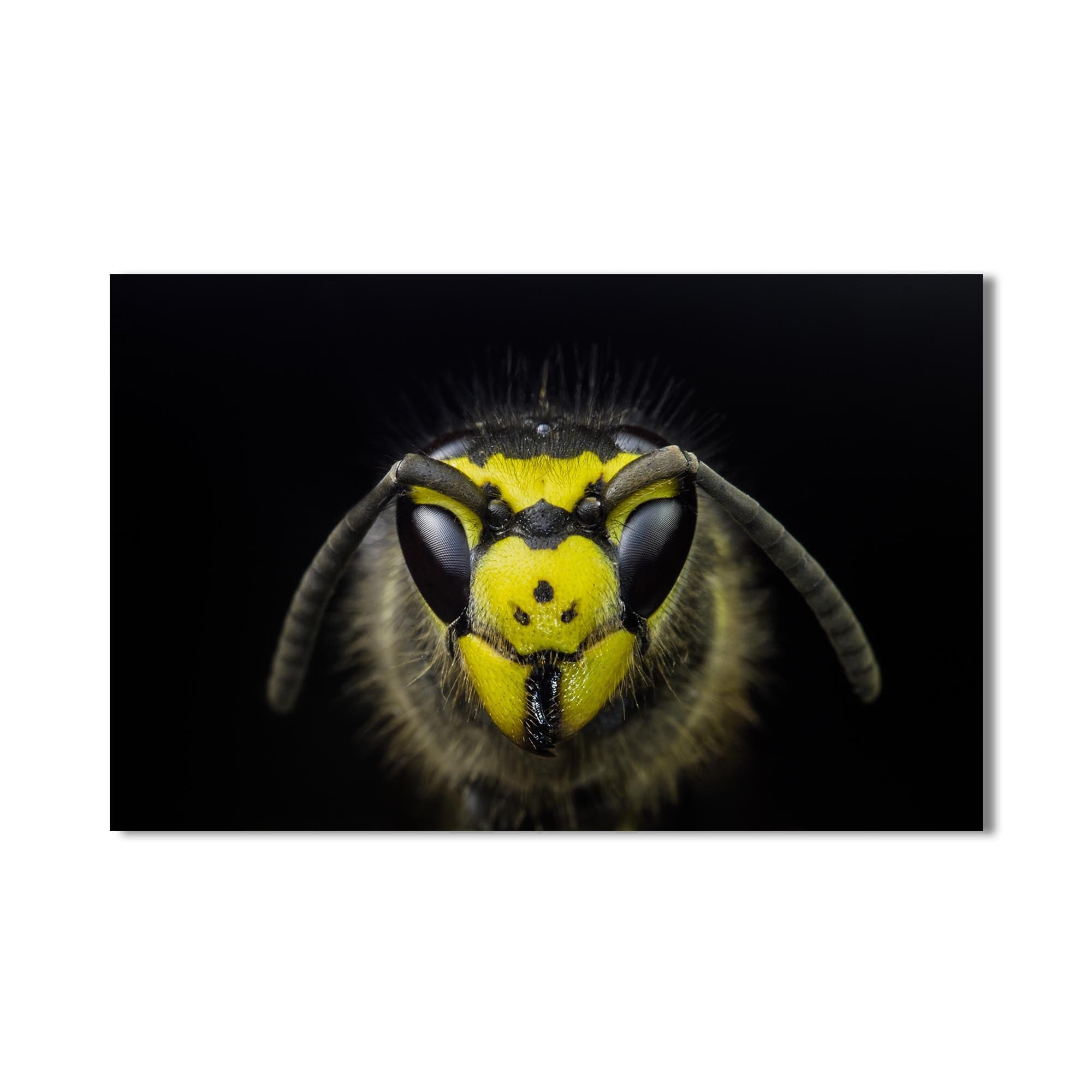 Artronauts Glass Print Yellow Wasp Close-Up – Animal Tempered Glass Wall Art