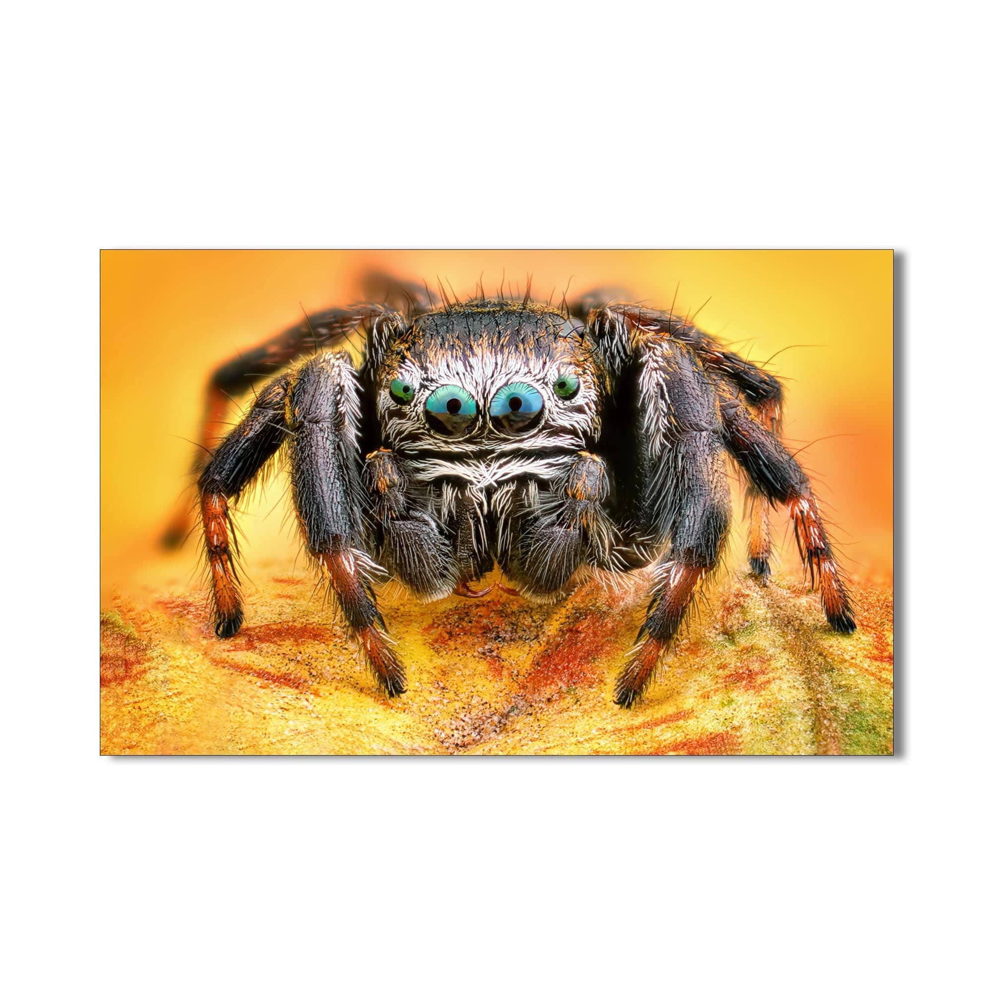 Artronauts Glass Print Vibrant Jumping Spider – Animal Tempered Glass Wall Art