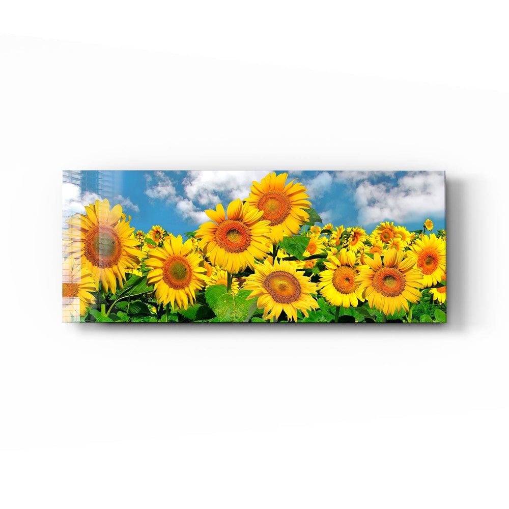 Artronauts Glass Print 92x36cm Happy Sunflowers - Panoramic