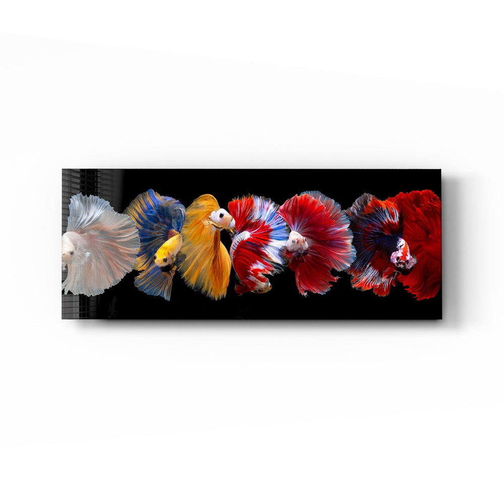 Artronauts Glass Print 92x36cm Betta Fishes - Panoramic