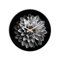 Monochrome Dahlia lifestyle view