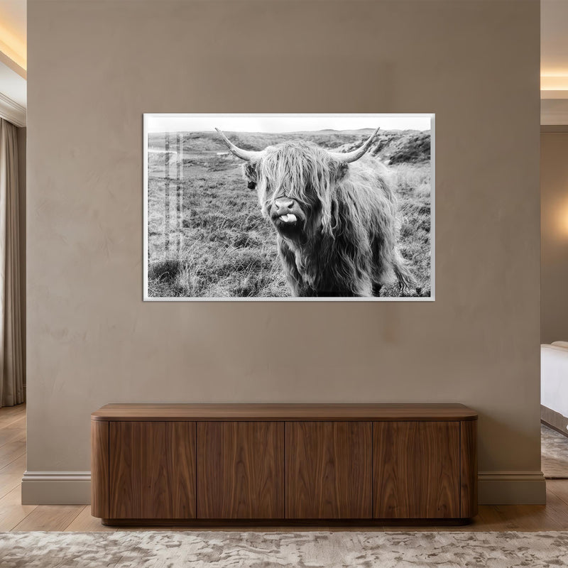 Playful Highland Cow with white frame