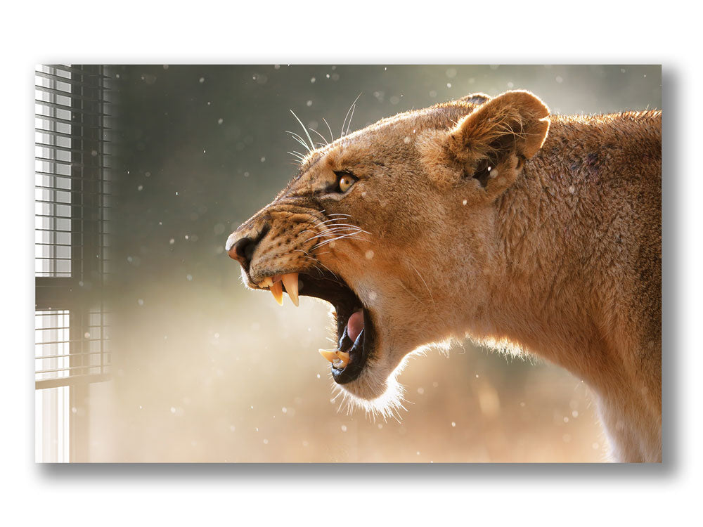 Lioness - Glass Wall Art