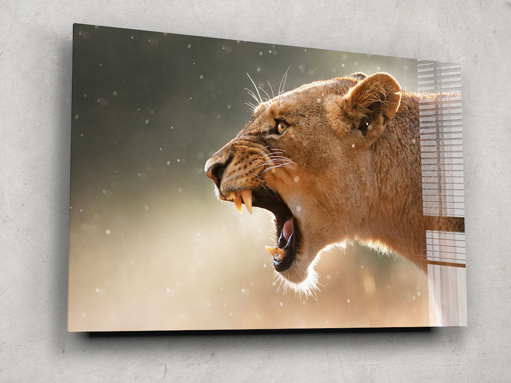 Lioness - Glass Wall Art