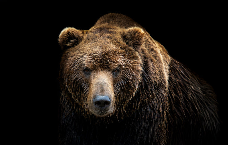 Brown Bear Portrait – Animal Tempered Glass Wall Art