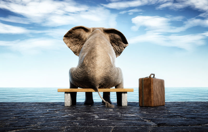 Elephant Waiting Seaside Glass Wall Art