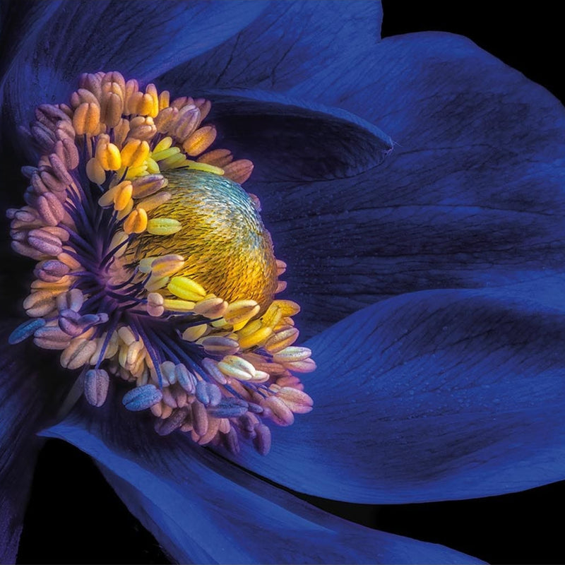 Artronauts Art Clearance T. Anemone Flower Glass Printing