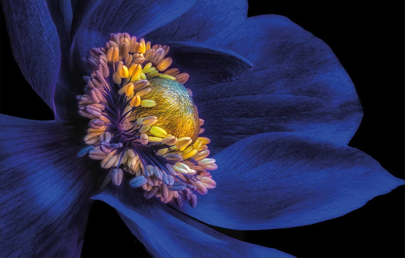 Anemone Flower Glass Printing