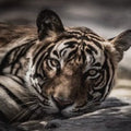 Artronauts Art Glass Print The Tiger