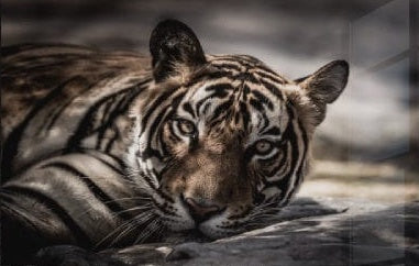 The Tiger