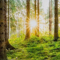 Artronauts Glass Print The Forest