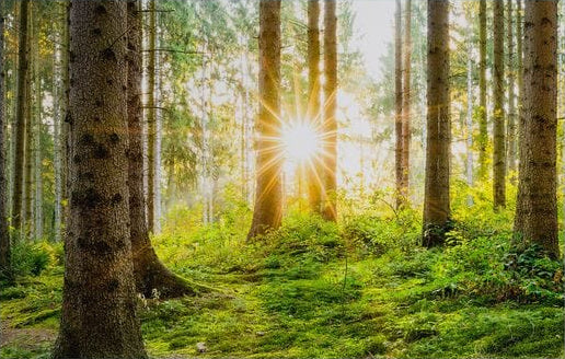Artronauts Glass Print The Forest