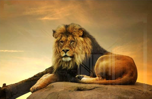 Lion Majesty Glass Wall Art
