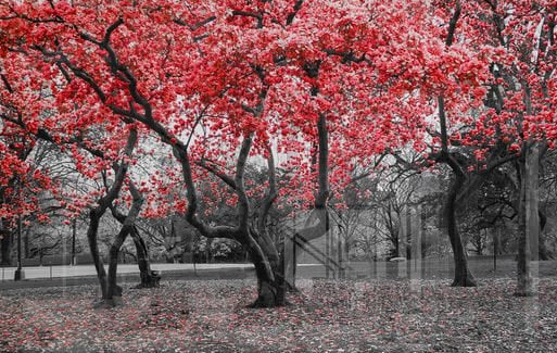 Red Leaves