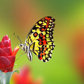 Lovely Butterfly