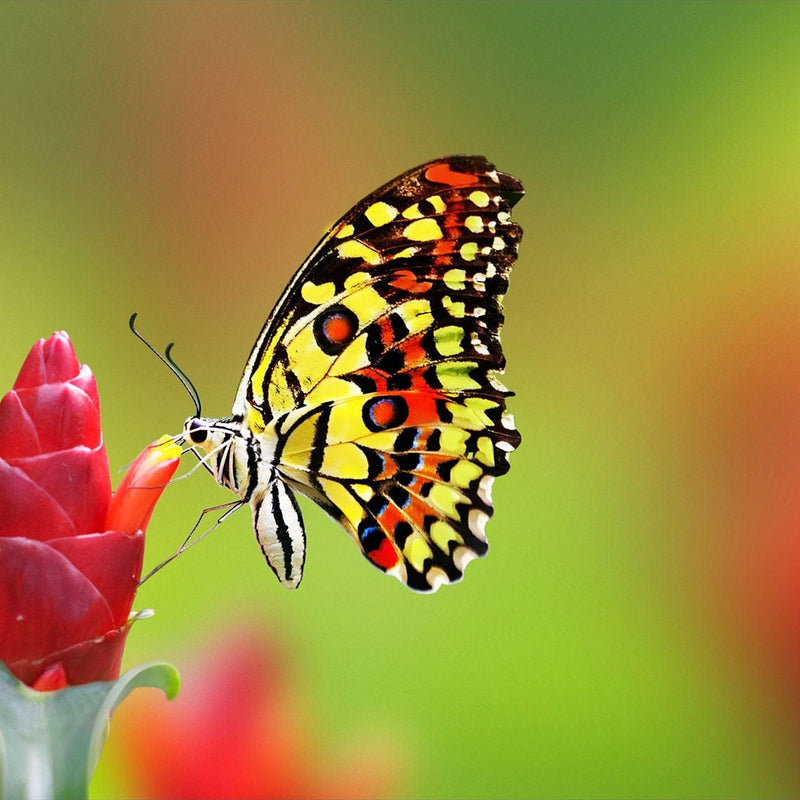 Lovely Butterfly