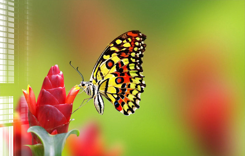 Lovely Butterfly