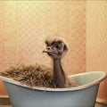 Bathtub Animal Duck