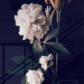 Artronauts Glass Print White Peony