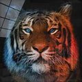 Artronauts Art Glass Print Blue Red Tiger