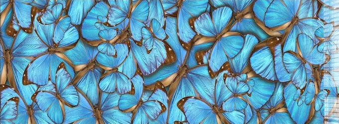 Artronauts Glass Print 92x36cm Floral Butterflies - Panoramic