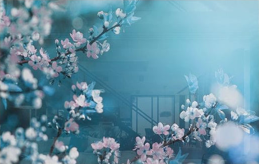 Bloom