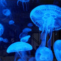 Artronauts Art Glass Print Blue Jellyfish