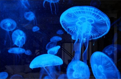 Blue Jellyfish