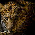 Artronauts Glass Print The Leopard