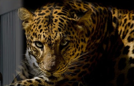 The Leopard
