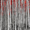 Artronauts Art Clearance T. Red Forest