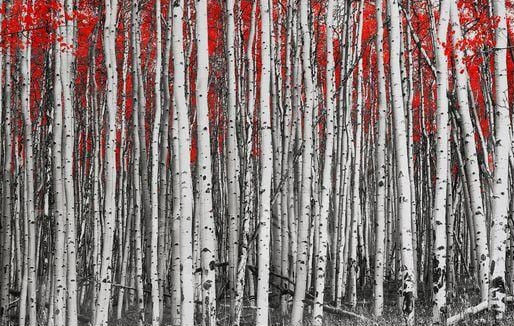 Red Forest