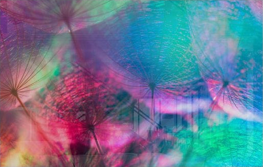 Colourful Dandelion