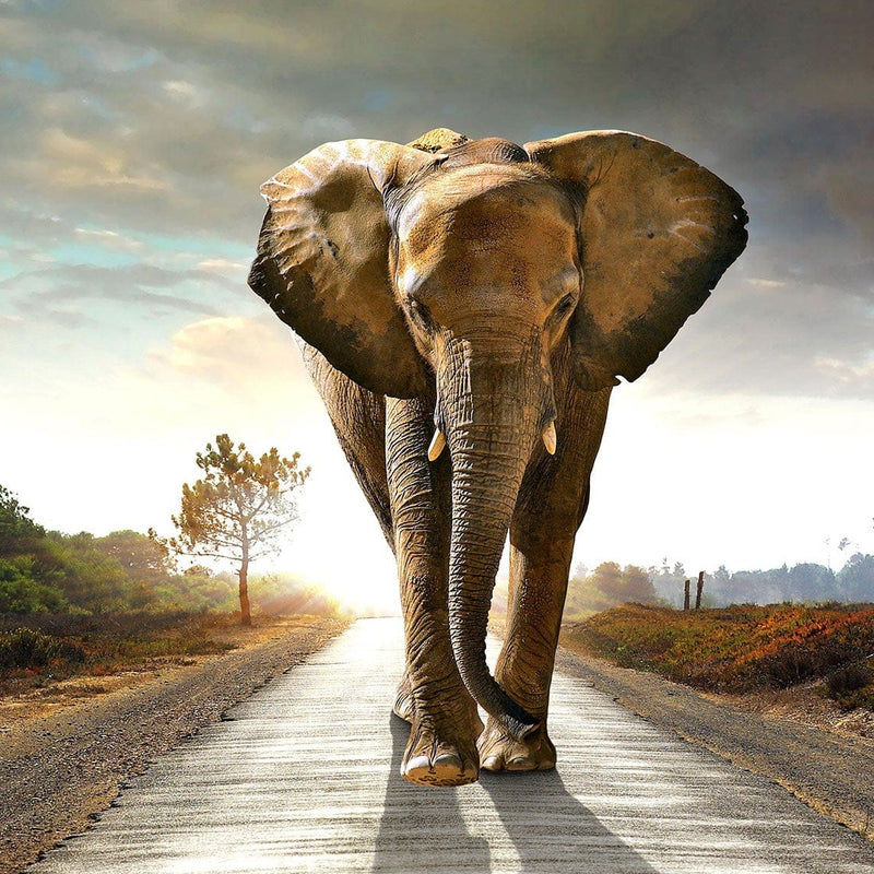 Lonely Elephant