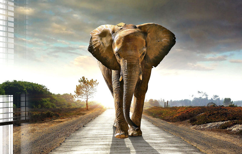 Lonely Elephant