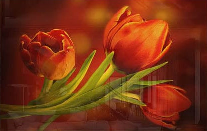 Tulip