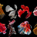 Betta Fishes