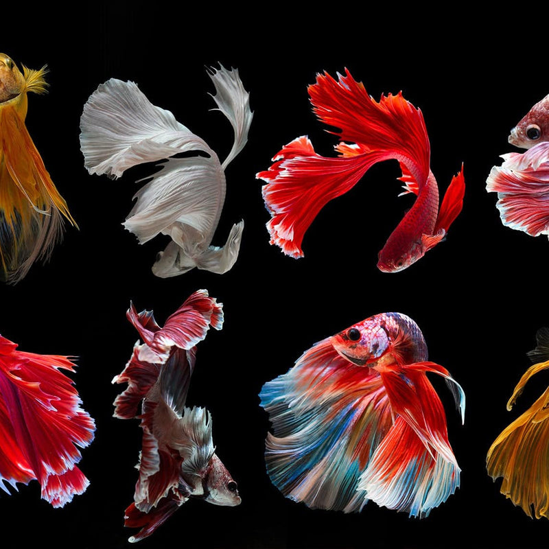 Betta Fishes