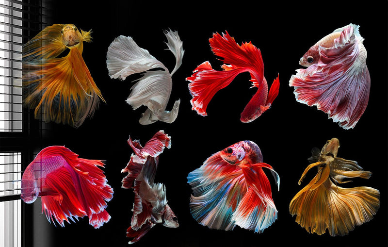 Betta Fishes