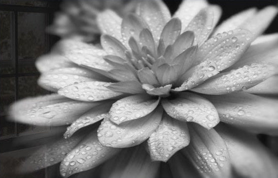 The Flower