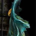 Artronauts Art Glass Print Betta Fish