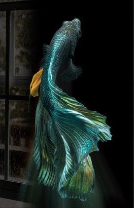 Betta Fish