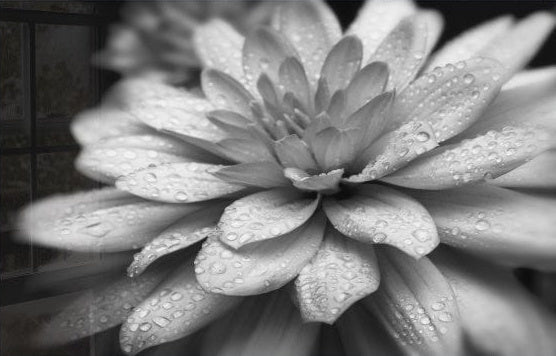 The Flower