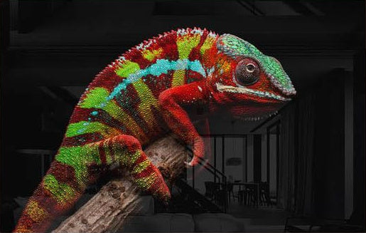 Chameleon
