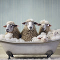 Bathtub Animal Sheep Gang