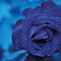 Cold Rose