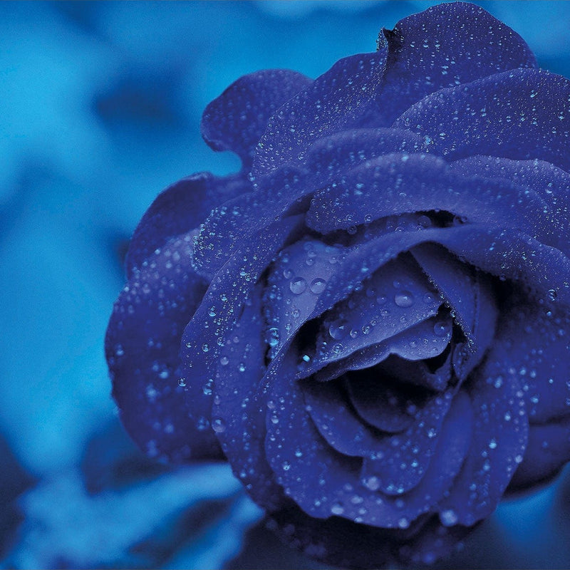 Cold Rose