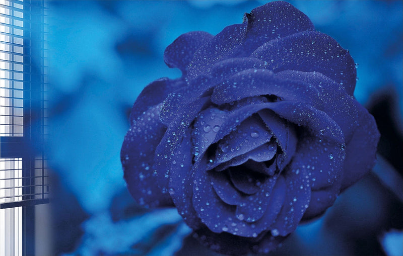 Cold Rose